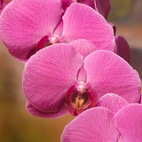 orchids5618