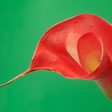 red lily 7098web
