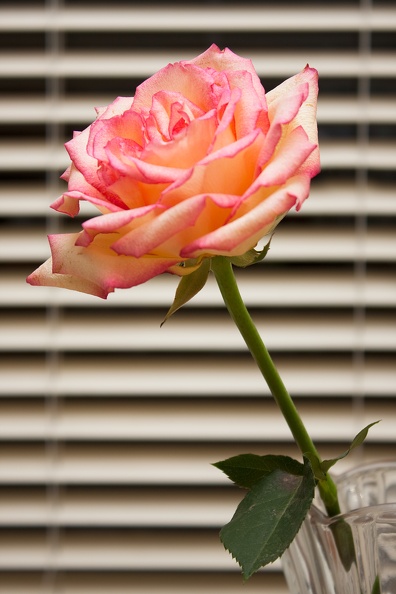 rose_8072.jpg