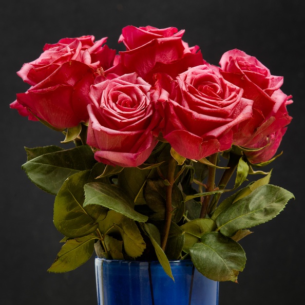 roses_D6A3548web.jpg