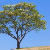 tree 1500