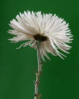 white flower D6A9426web