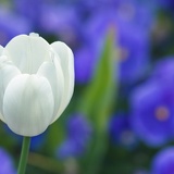white tulip 4768