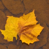 yellow maple leaf 7726
