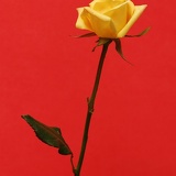 yellowrose redbg