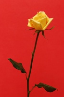 yellowrose redbg