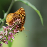 butterfly5657