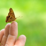 butterfly 1644
