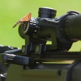 butterfly 3570