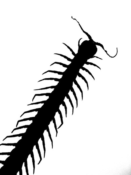 centipede.jpg