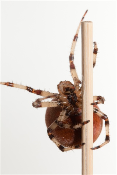 climbing_spider_9412.jpg