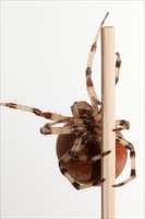 climbing spider 9412