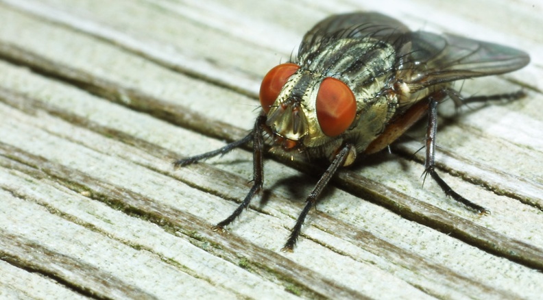 fly1