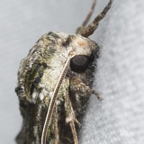 furrymoth5034