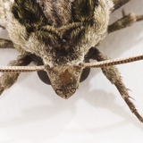 furrymoth5061