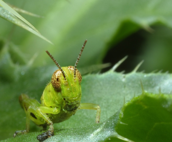 grasshopper1