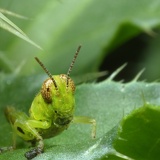 grasshopper1