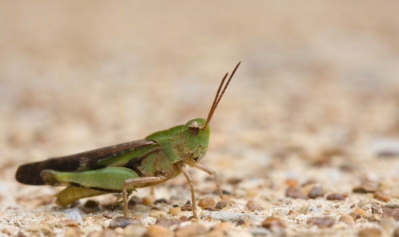 grasshopper5507