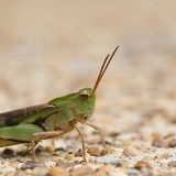 grasshopper5507