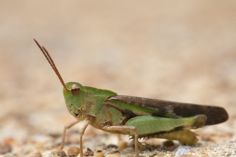 grasshopper5509