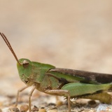 grasshopper5509
