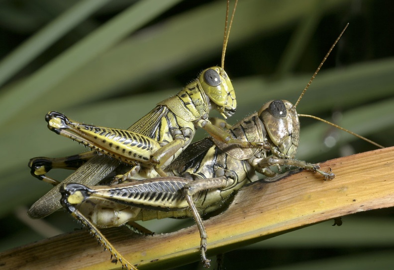 grasshoppers.jpg