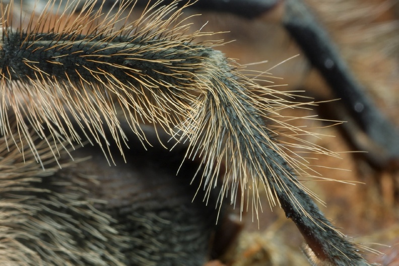hairylegs