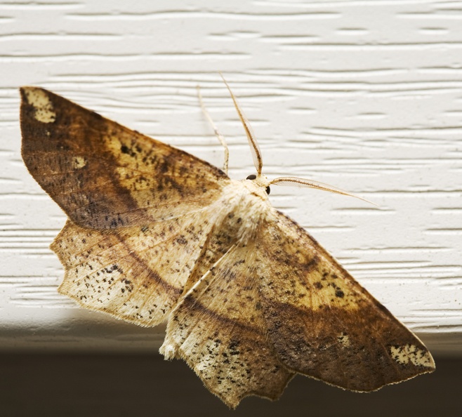 moth0216