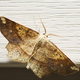 moth0216