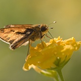 moth7511