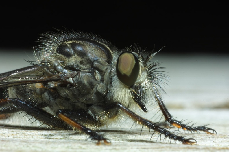 robberfly1