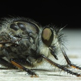 robberfly1