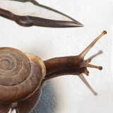 snail 6893