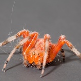 spider 2605