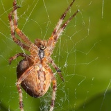 spider 8331