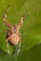 spider 8331