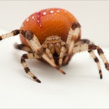 spider 9403
