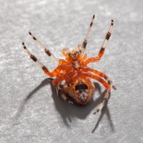 spider supine 2593