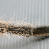 tarantula leg