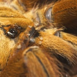 tarantula mites