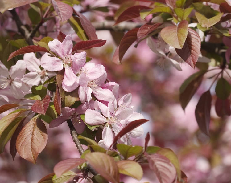 blossoms