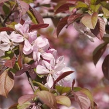 blossoms