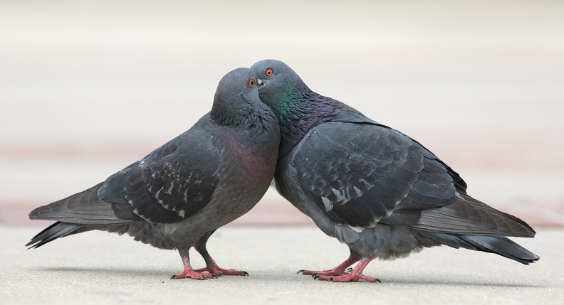 pigeons 0248
