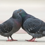 pigeons_0248.jpg