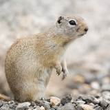 prairie dog 0461