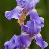 purple flowers 9230
