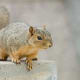 squirrel 0219