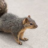 squirrel face 0054