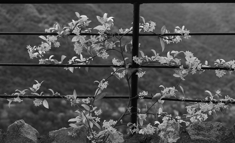 railing flowers 0008web