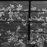 railing flowers 0008web